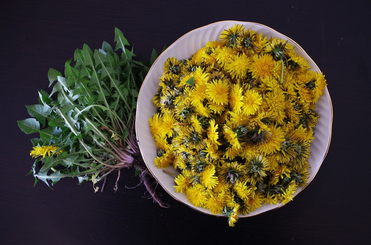 Dandelion Tea Guide Health Benefits Side Effects and Flavor Profile