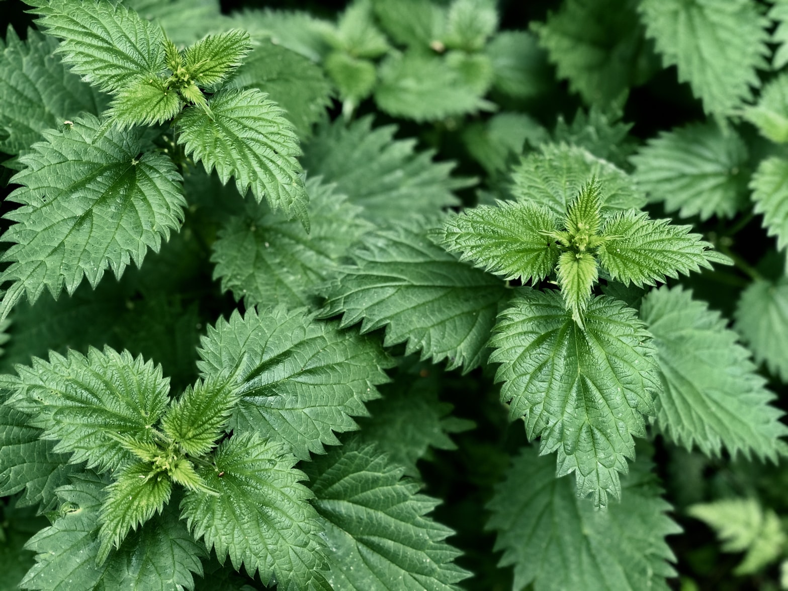 Nettle Nettle