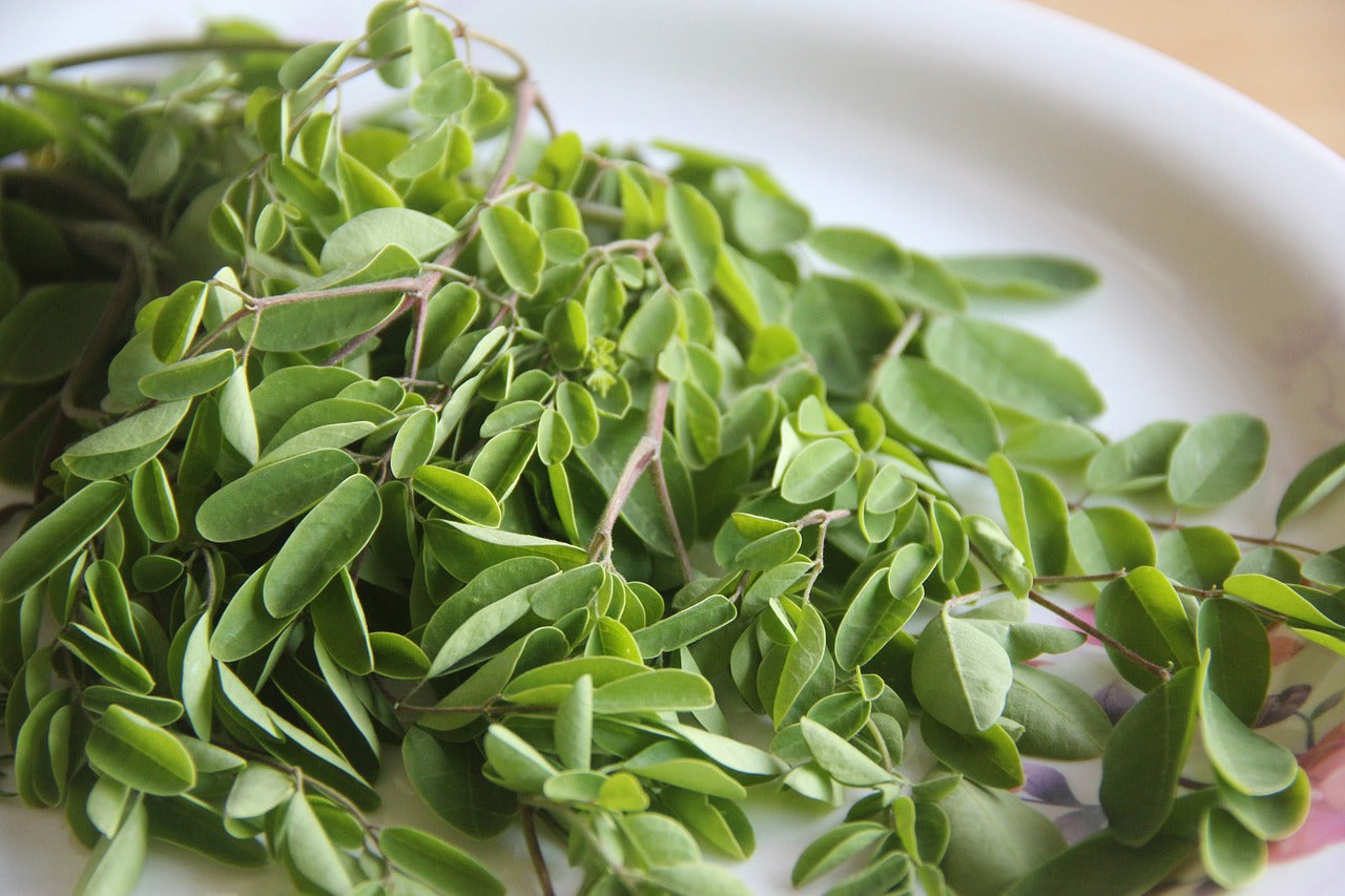 Moringa Tea: Benefits, Side Effects, and How to Brew