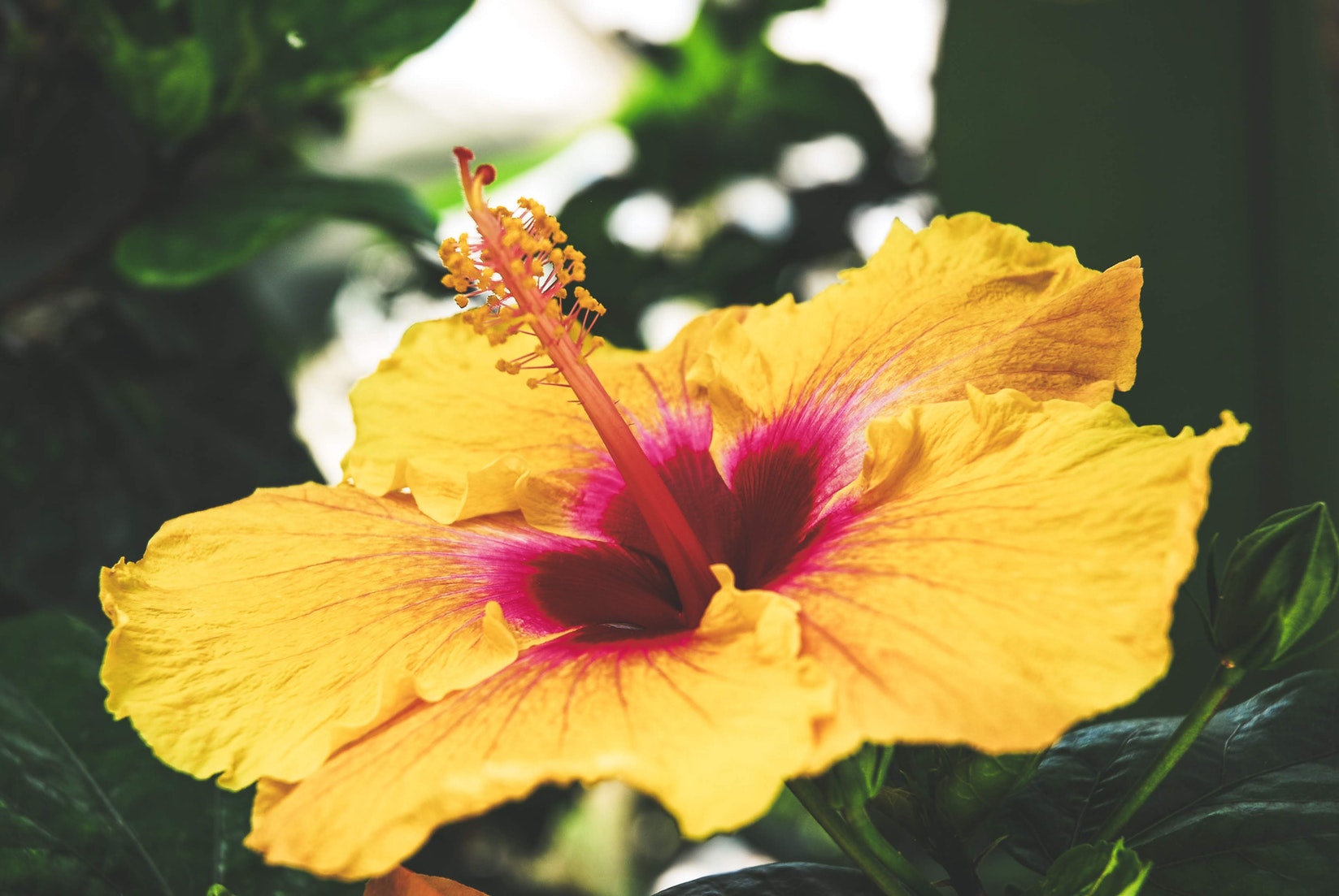 Hibiscus: Benefits, Side Effects, and More
