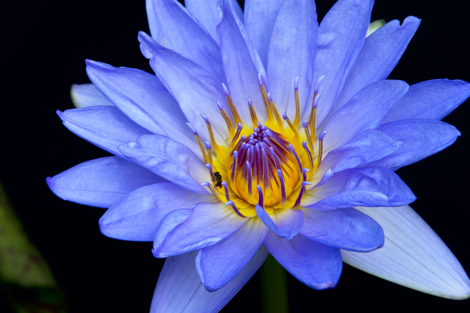 Blue Lotus Tea: Steeped in History & Known For Psychoactive Effects